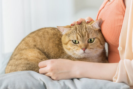 closeup portrait of adorable cat lying on owner's lap by bright window