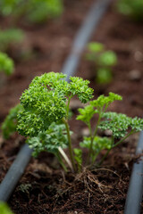 Parsley 