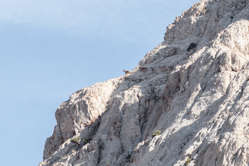 Fototapeta na wymiar Antilopes climbing steep peaks in the Iranian mountains, not afraid of falling down, extremely agile, Antilopes of Asia