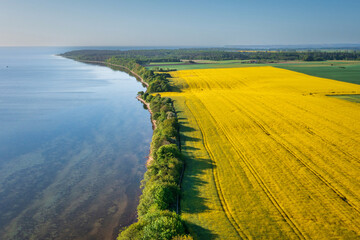 Yellow rapeseed field by the Baltic Sea in Poland