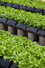 Rocket growing in greenhouse