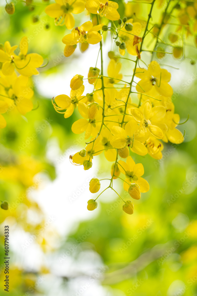 Poster Beautiful Cassia fistula golden shower flowers blooming on the tree in Taiwan.