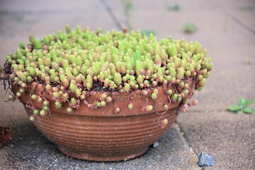 植物の芽がたくさん出ている植木鉢