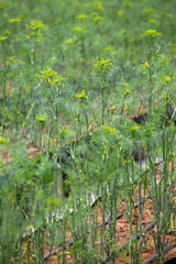 Dill Growing in Greenhouse