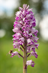 the military orchid (Orchis militaris) close-up photo of a blooming orchid in a close-up of a purple-colored flower on a green meadow white carpatian czech republic