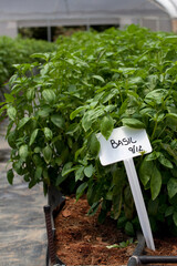 Basil plant growing in greenhouse with sign
