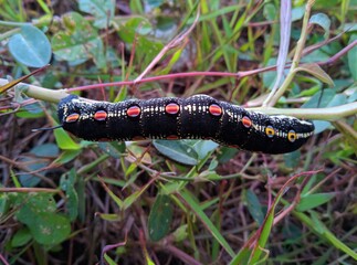 The black caterpillar outside clings to the tree