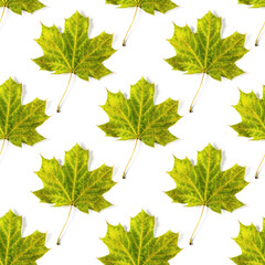 Seamless pattern of colorful autumn maple leaf isolated on white background