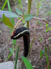 The black caterpillar outside clings to the tree