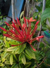 red and yellow flower