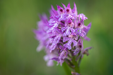 Beautiful pink orchid Neotinea tridentata protected on a meadow in Moravia in the Czech Republic