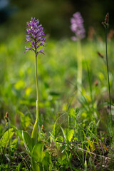 the military orchid (Orchis militaris) close-up photo of a blooming orchid in a close-up of a purple-colored flower on a green meadow white carpatian czech republic