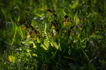 Beautiful very rare and endangered orchid, lady slippery orchid
blooming in the middle of a deciduous forest with a green background in Moravia, Czech Republic