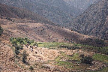 Highlands of Iran in the mid day sun, peaks, small vegetation, mountain chain, Alborz mountain range  