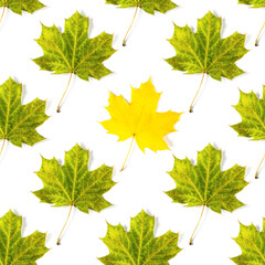 Seamless pattern of colorful autumn maple leaf isolated on white background