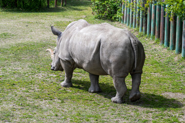 Southern white rhinoceros walks in the meadow