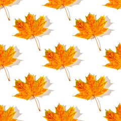 Seamless pattern of colorful autumn maple leaves with hard light isolated on white background