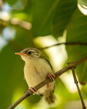 common tailorbird or Orthotomus sutorius a small shy bird perched in natual green background at forest of central india asia