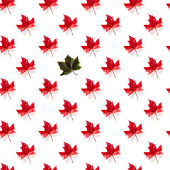 Seamless pattern of colorful autumn maple leaf isolated on white background