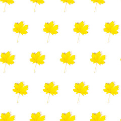 Seamless pattern of colorful autumn maple leaf isolated on white background
