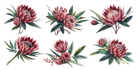 Watercolor protea flowers with leaves. Generative Ai	