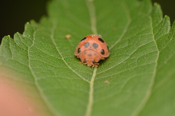 A ladybug insect feeding on a plant leaf is seen up close