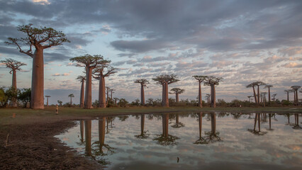 Beautiful Baobab trees at sunset at the avenue of the baobabs in Madagascar