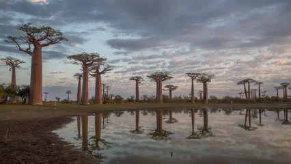 Tuinposter Beautiful Baobab trees at sunset at the avenue of the baobabs in Madagascar © vaclav