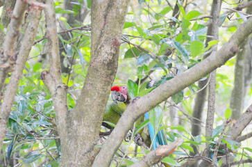 放し飼いのヒワコンゴウインコ