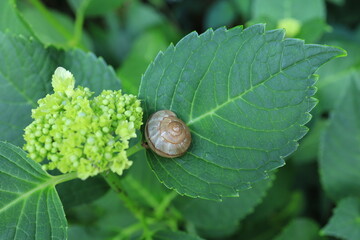 かたつむりと紫陽花