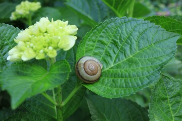 かたつむりと紫陽花