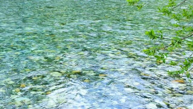 梓川の清流、上高地、花穂のついた新緑の柳、音声あり