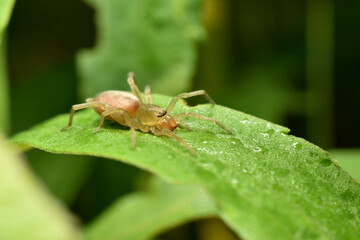 Spider gray wolf went hunting.