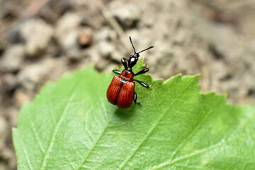 Red colored beetle, called lilac lily, on a leaf.