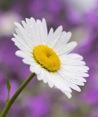 Obraz premium Chamomile bud on a purple background of flowers.