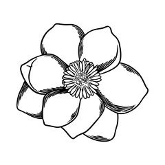 Hand drawn flower botanical drawing of magnolia isolated on white background.