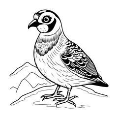Quil Bird Coloring Book Page Cartoon Ilustration-01