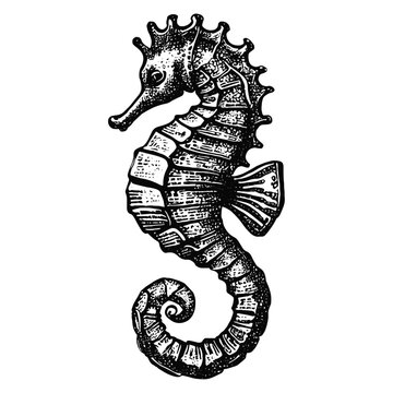 recommend clip art: seahorse vintage vector sketch