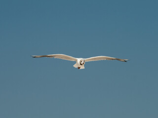 A seagull soars in the sky with its wings spread