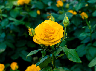 A beautiful yellow rose has blossomed and bloomed
