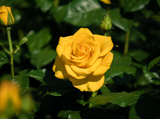 A beautiful yellow rose has blossomed and bloomed