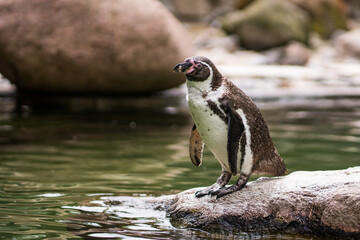Portrait of a penguin on a rock in the zoo