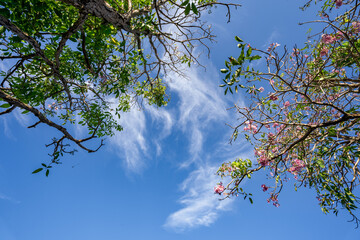 Green trees and a cloudy blue sky background