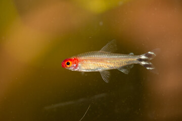 aquarium fish, tropical fish  from Romania