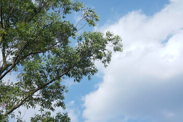 Photograph of silhouette of tree with skies background. Fit for background design, poster, flat lay nature concept, creative layout, banner background, etc.