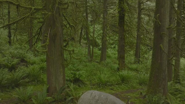 The forest floor is carpeted with ferns in Lynn Canyon Vancouver