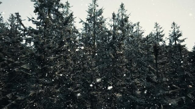 Winter forest in the snow
