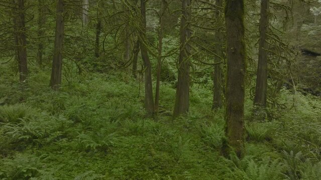 Pulling away from the lush greenery in the forest of Lynn Canyon Vancouver
