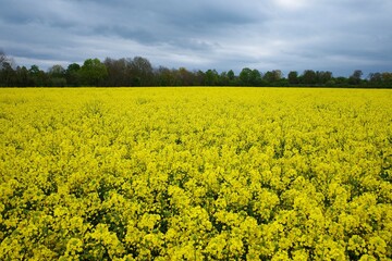 Raps Feld mit gelben Blüten