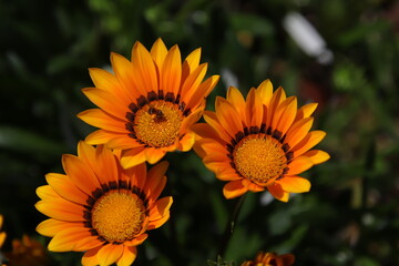 가자니아 gazania